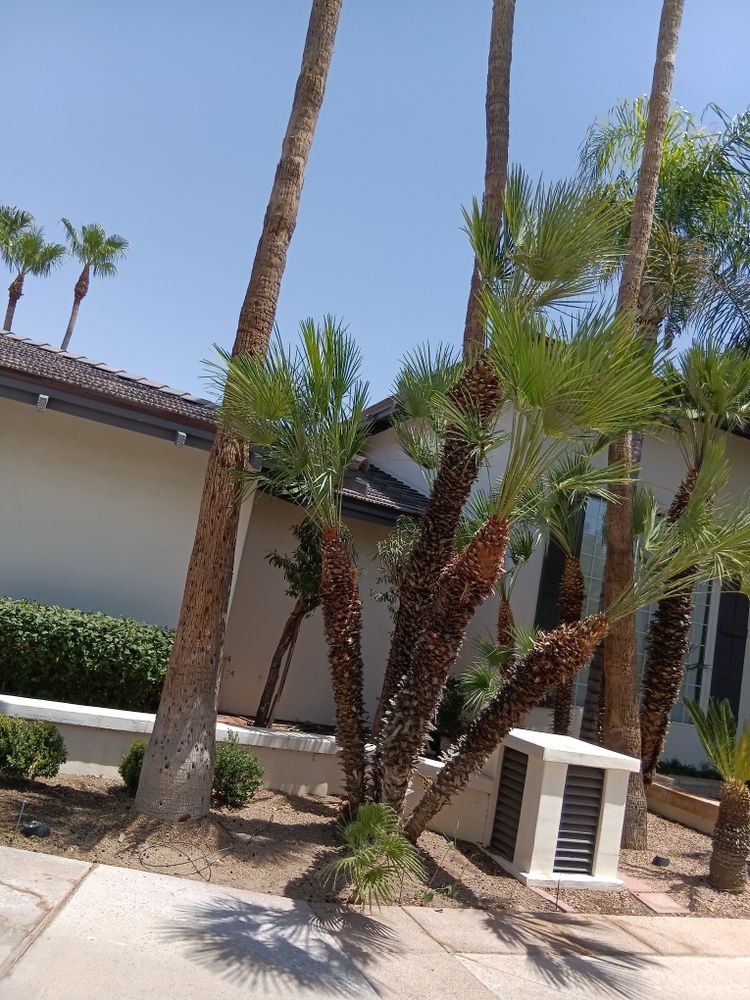 All Photos for Family Landscaping in Phoenix, AZ