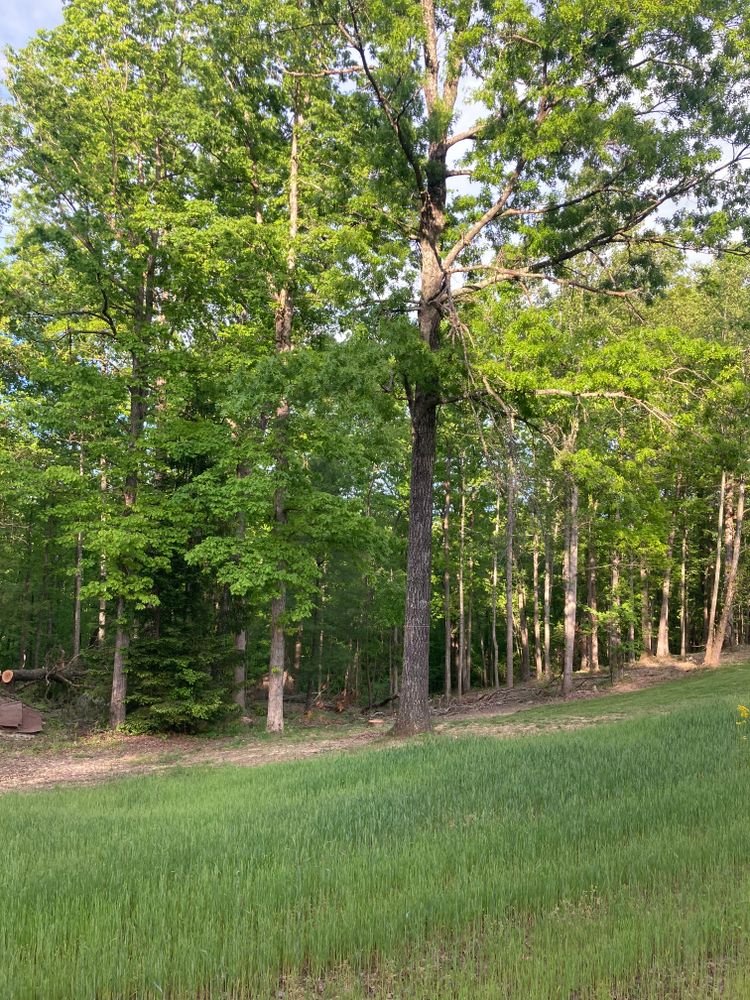 All Photos for Houtz Tree Service in Lexington, KY