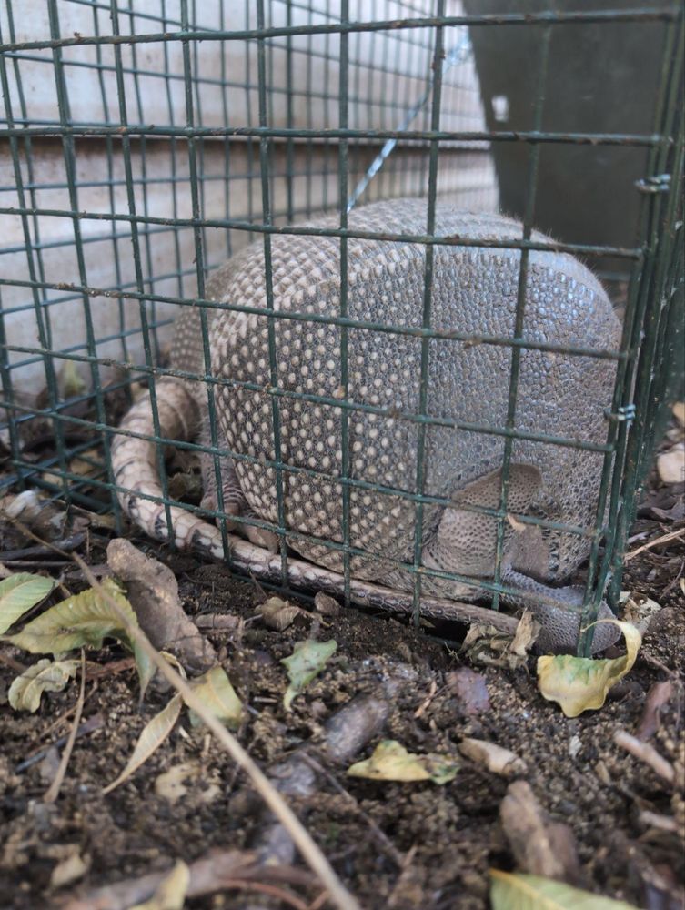 All Photos for Topper's Wildlife Removal in Garland, TX