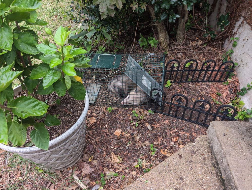 All Photos for Topper's Wildlife Removal in Garland, TX