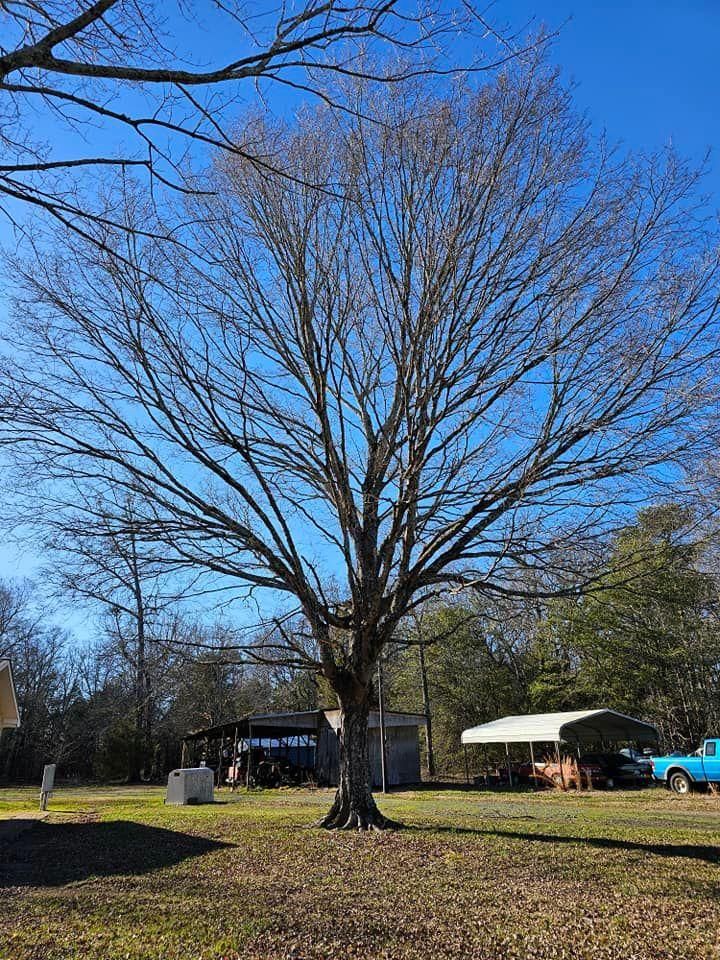 All Photos for Preserve A Tree LLC in  Mount Pleasant, North Carolina