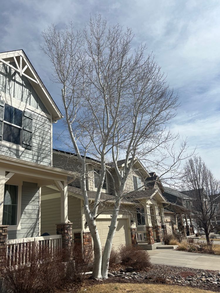 All Photos for Graham’s Tree Services in Pierce, CO