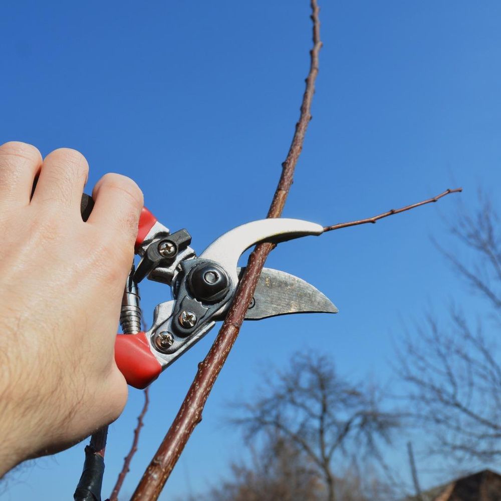 All Photos for Oakwood Tree Removal LLC in Oak Creek,  WI