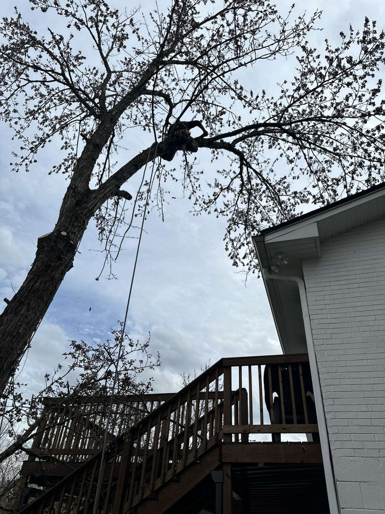 Tree Removal for Affordable Tree Service TN in White House, TN