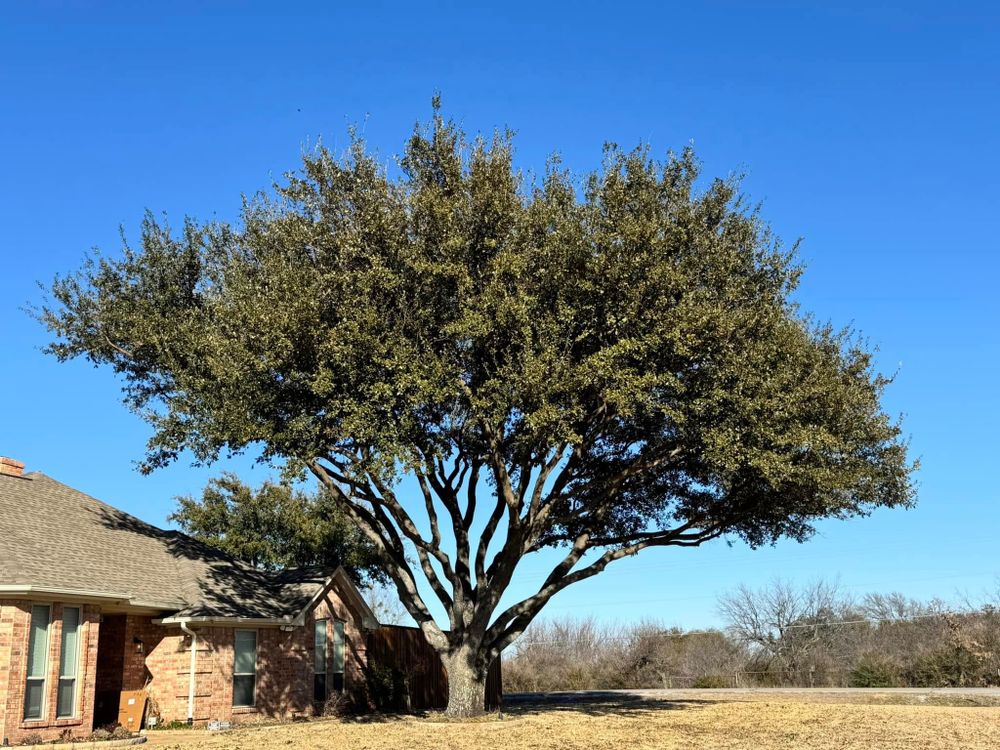 All Photos for Year Round Trees & Concrete Inc. in Fort Worth, TX