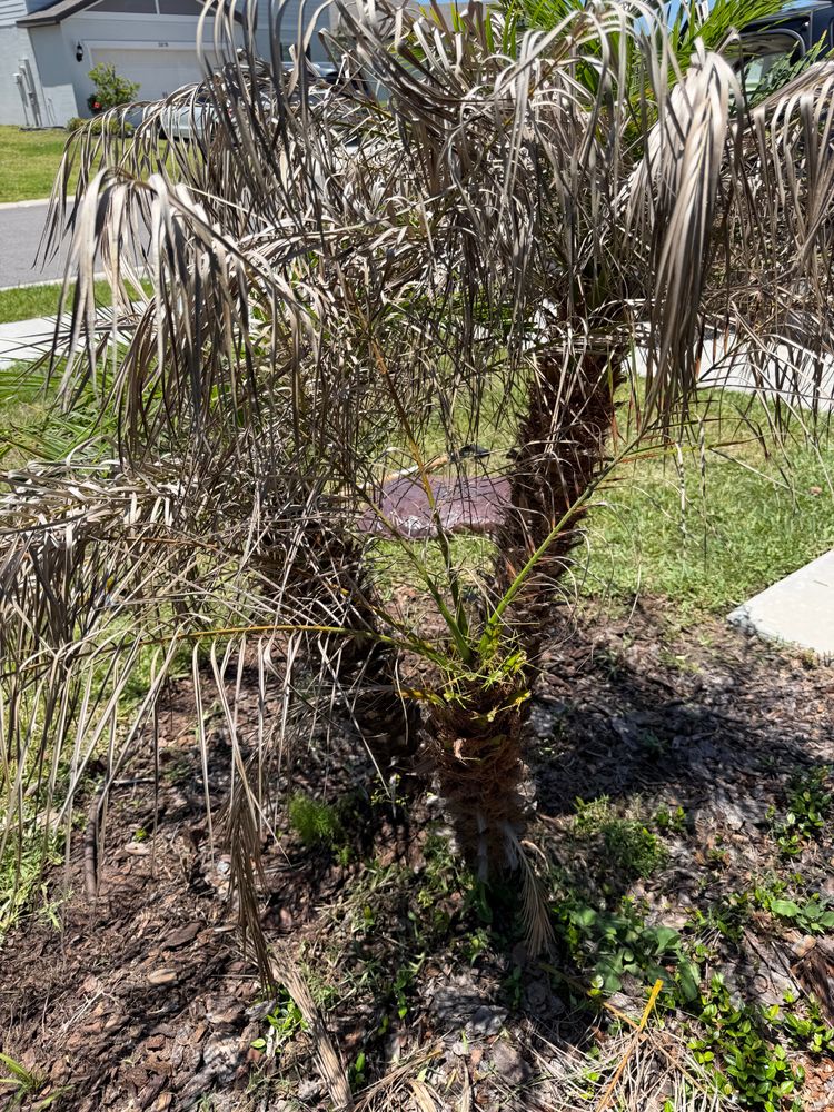 All Photos for The Yardman in Tampa, FL
