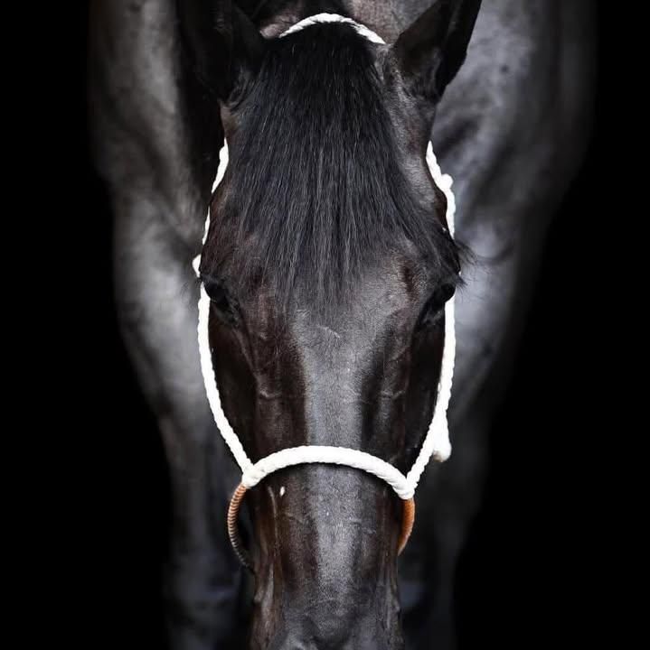 All Photos for Florida Native Equestrian Development in Central Florida, FL