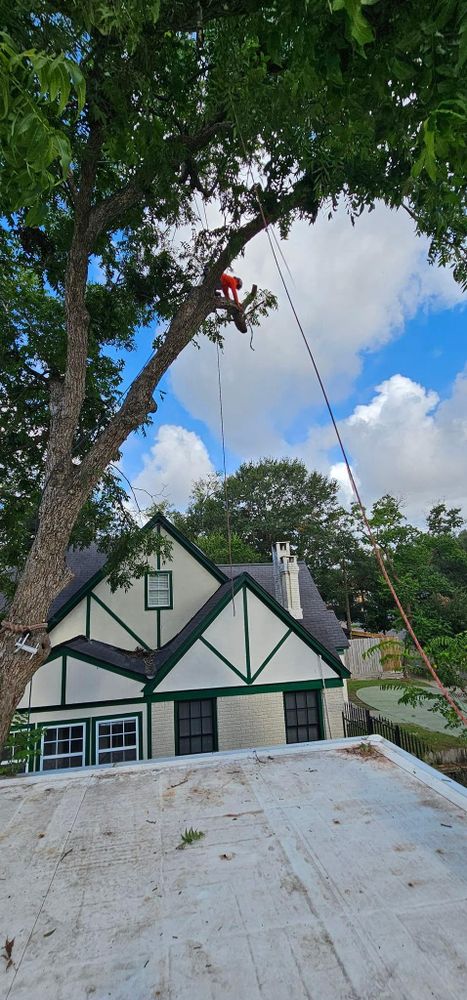 All Photos for Servin's Tree Care  in Houston, TX