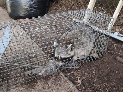 All Photos for Topper's Wildlife Removal in Garland, TX