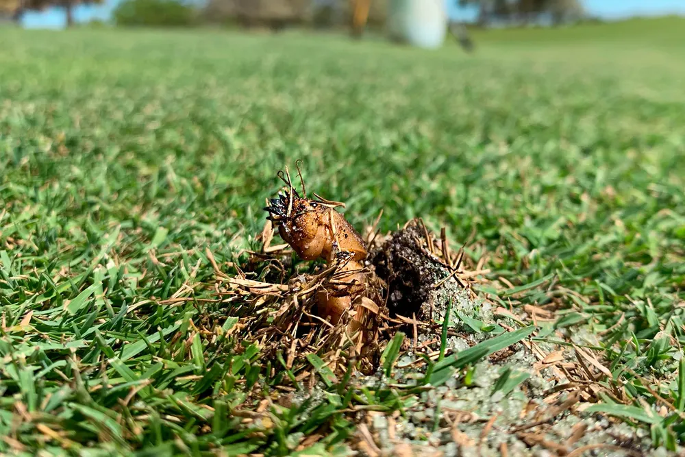 Our Mole Crickets & Grub Treatment service protects your lawn by effectively eliminating pests, preventing damage, and promoting healthy grass growth with targeted solutions tailored for long-term landscape vitality. for Kathleen's Lawn & Shrub Care in Augusta, GA