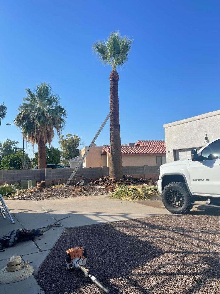 All Photos for Oliver L. Palm & Tree services in Yuma County, AZ