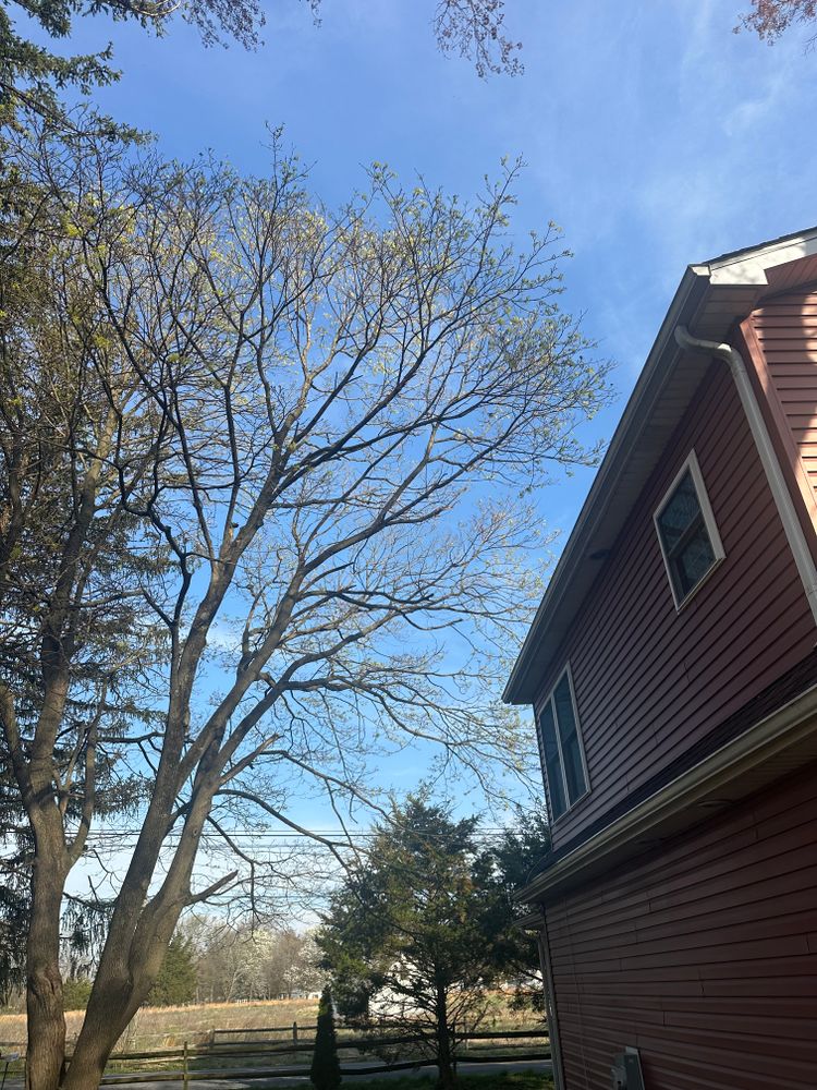 All Photos for Loockerman's Tree and Stump Removal in Dover, DE