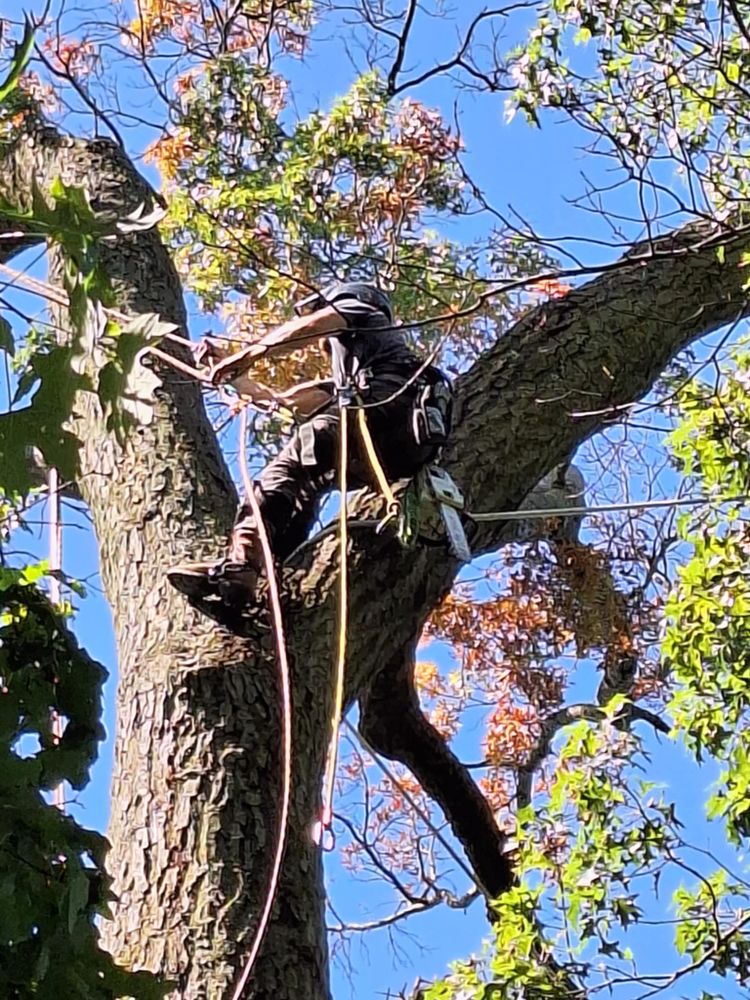 All Photos for Highborn Tree Service in Wheatfield, IN