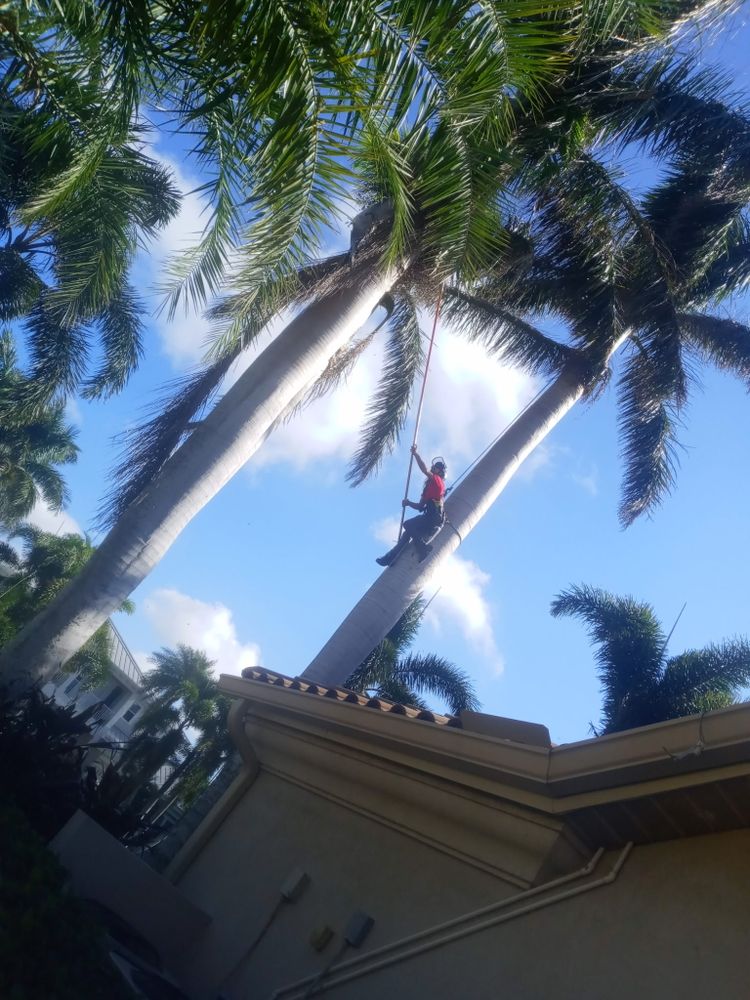 All Photos for TREE BOYS in Ruskin, FL