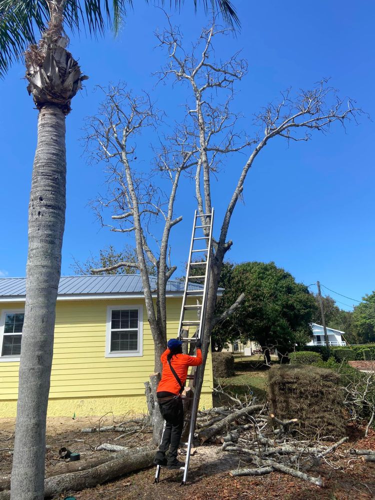 Fall and Spring Clean Up for Efficient and Reliable Tree Service in Lake Wales, FL