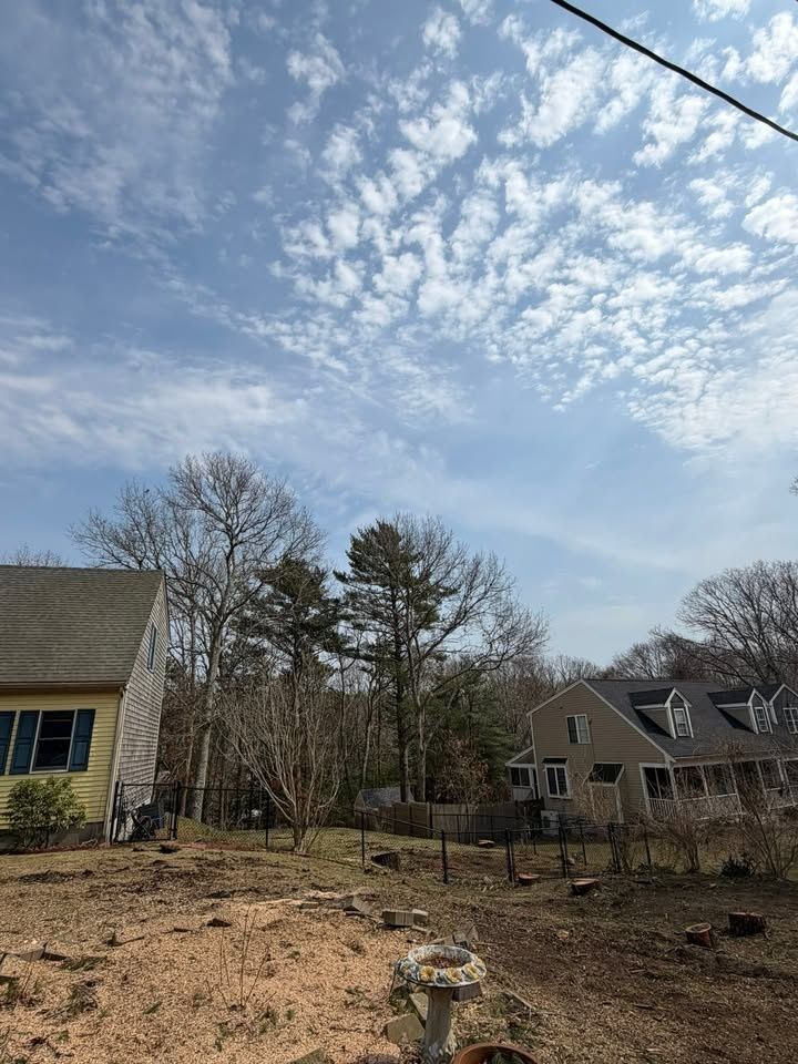 All Photos for Native Roots Tree Service in Cape Cod, MA