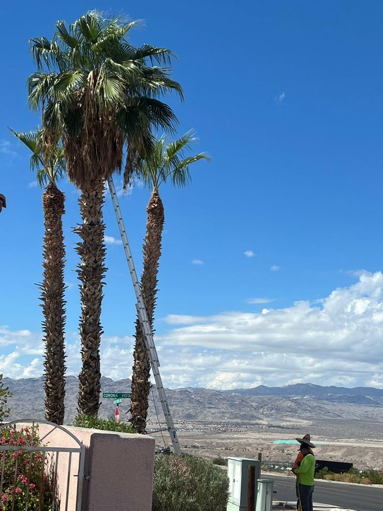 All Photos for Top Notch Landscape Services LLC in Mohave Valley, AZ