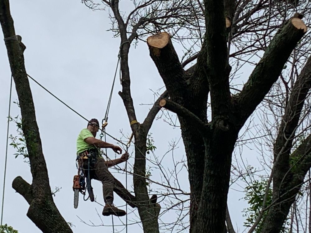 All Photos for TLC Professional Tree Service in Bedford, TX