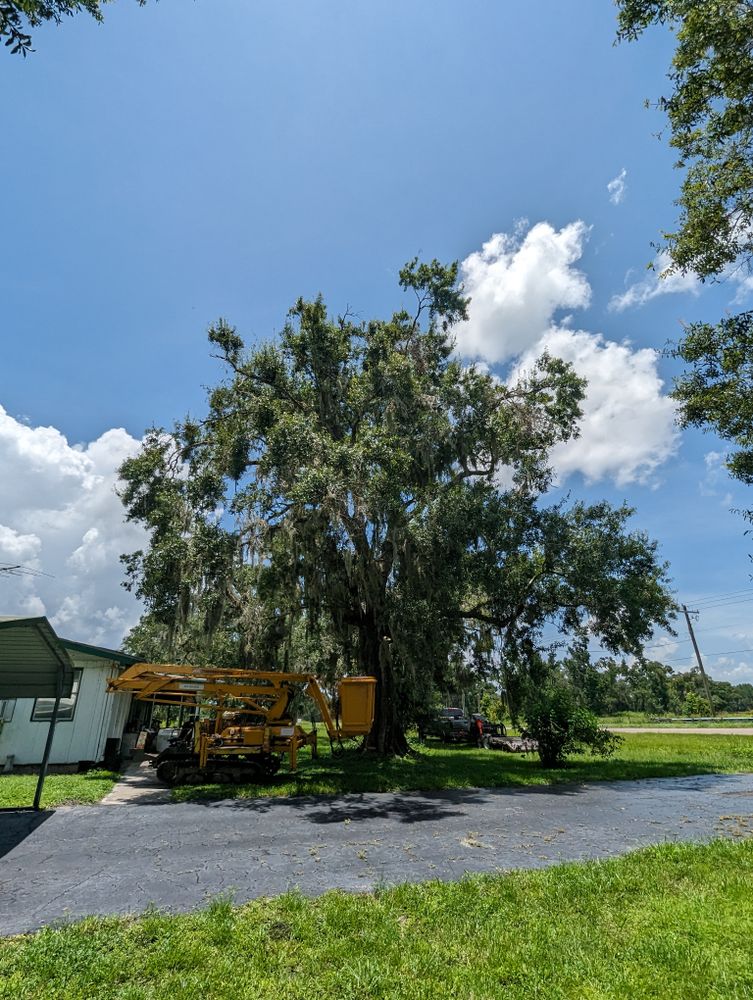 All Photos for Regal Tree Service and Stump Grinding in Wauchula, FL