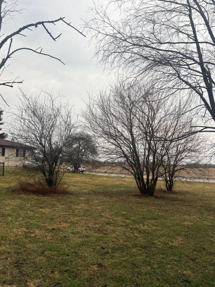 All Photos for Dig-It Tree Company in Mason, OH