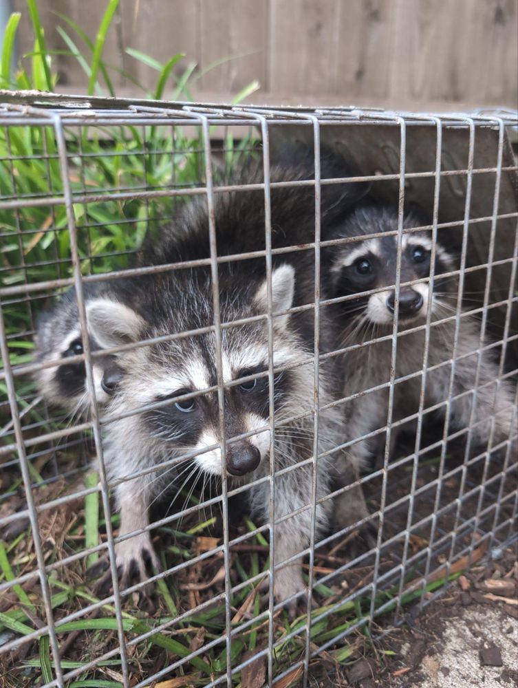 All Photos for Topper's Wildlife Removal in Garland, TX