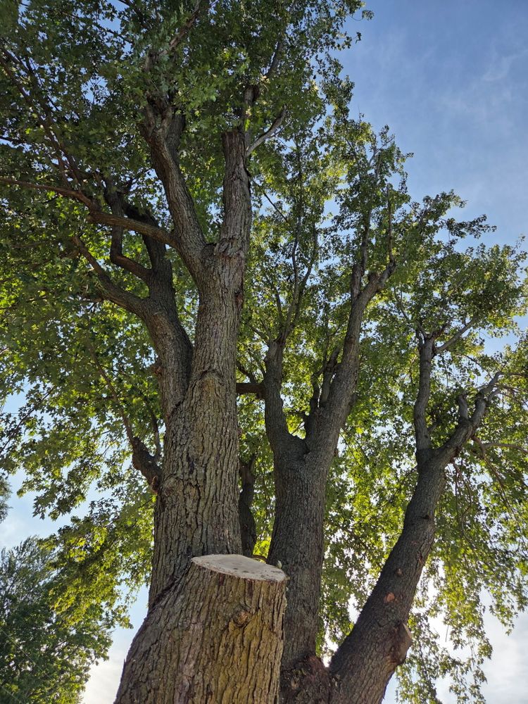 All Photos for Lawn Ranger Yard And Tree Service LLC in Ottumwa, IA