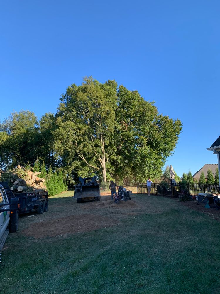 Tree Removal for Optimum Tree Service And Landscaping in Bowling Green, KY