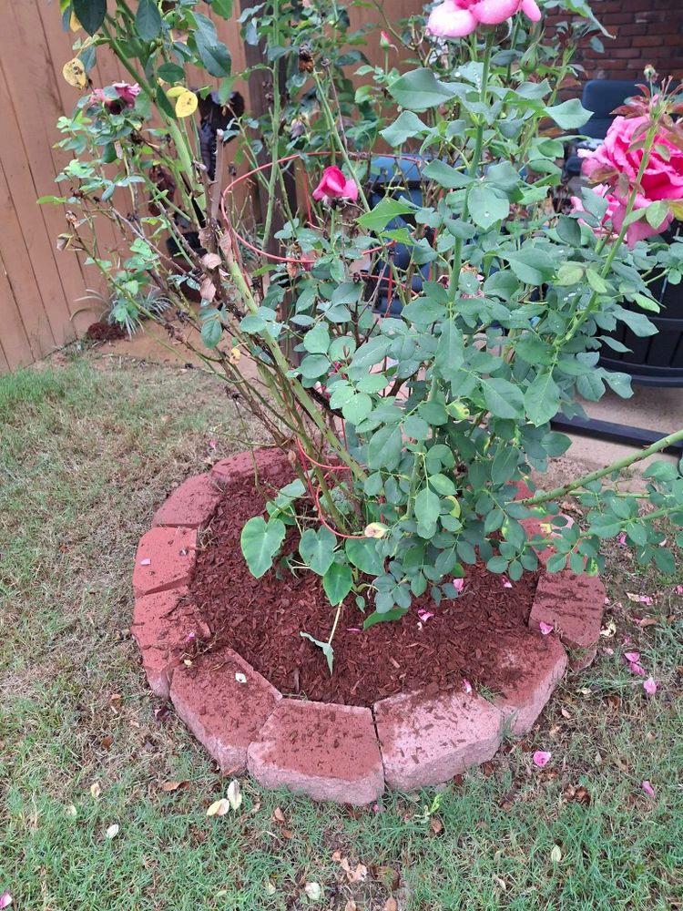 All Photos for The DUFF LAWN Service in Houston, Texas