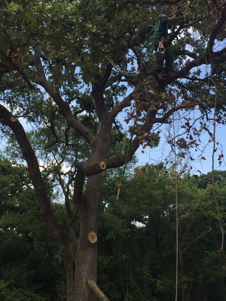 Our Plant Health Care service protects your trees and shrubs with expert inspections, targeted treatments, and proactive care that prevent problems, improve vitality, and keep your landscape healthy year-round. for Classic cut tree trimming and removal in Arlington, TX