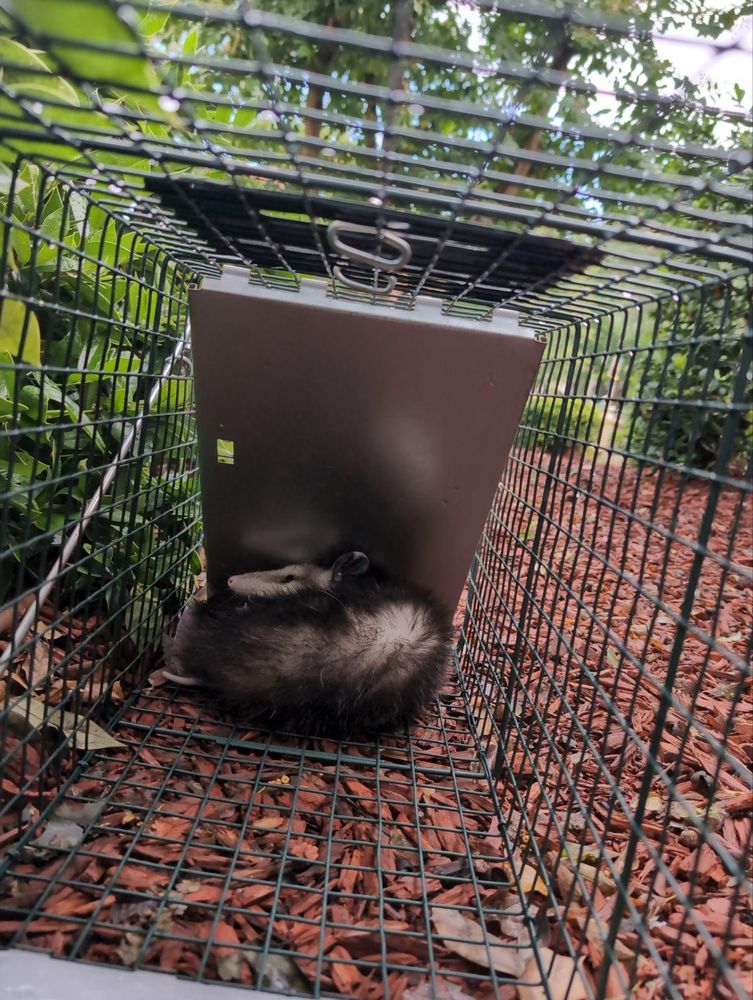 All Photos for Topper's Wildlife Removal in Addison, TX