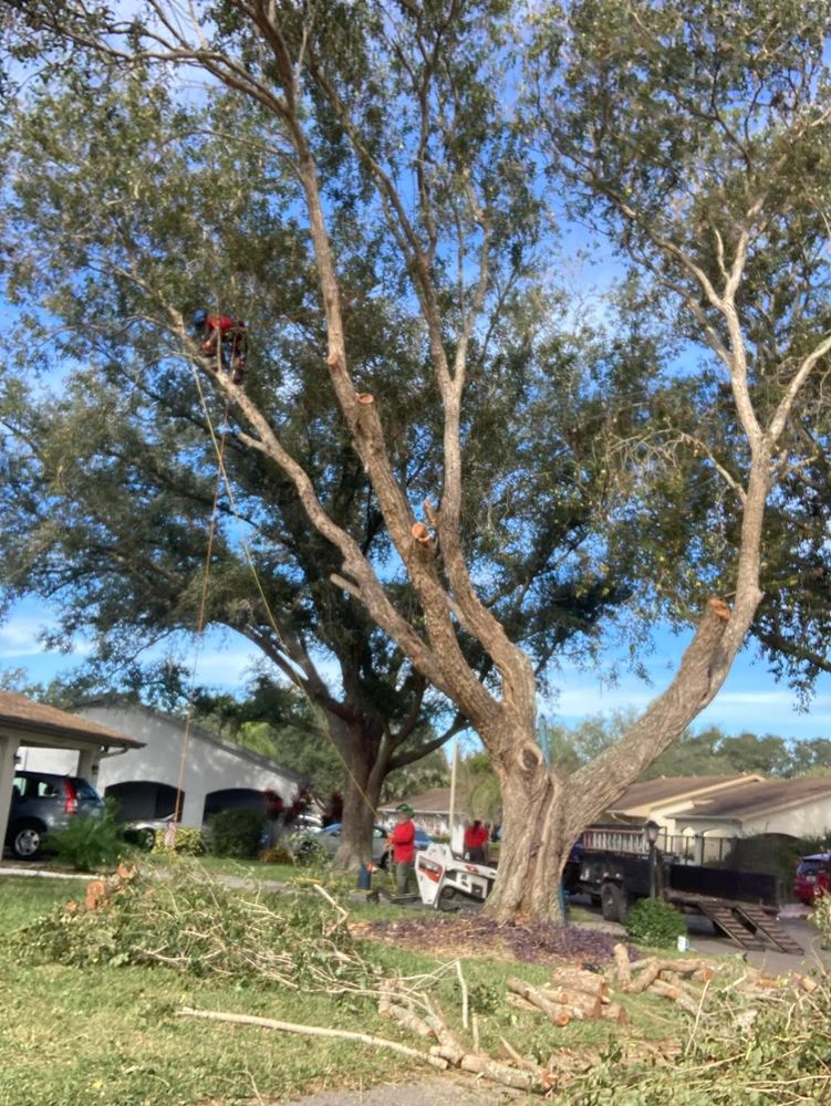 Tree Removal for TREE BOYS in Ruskin, FL