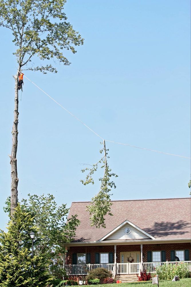 All Photos for Brocks Tree Service LLC in Rogersville, TN