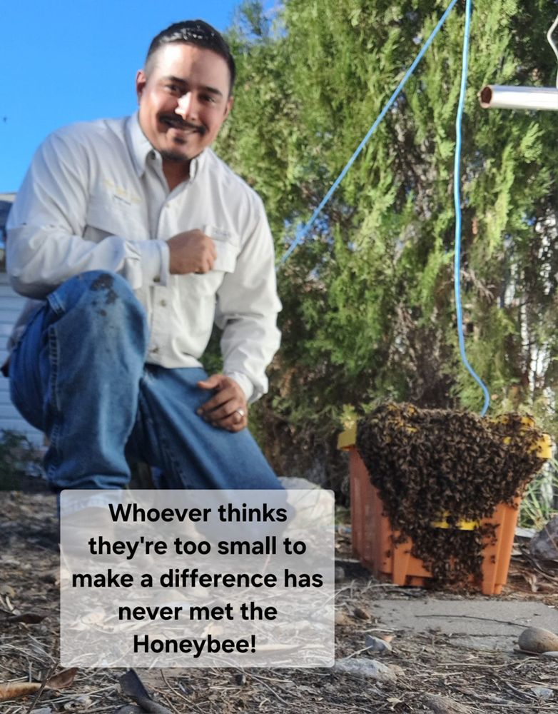 Africanized bee safety extraction