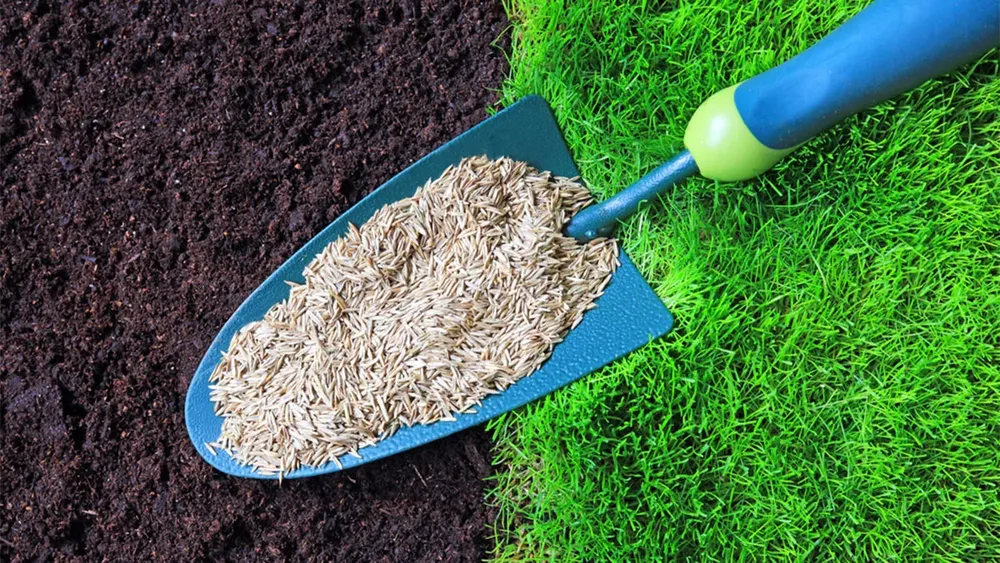 Transform your lawn with our expert Grass Seed Planting service. Enhance curb appeal while complementing the beauty of planting trees, providing your home with lush greenery and a vibrant outdoor space. for Phillips Lawn Services in Ravenna, MI