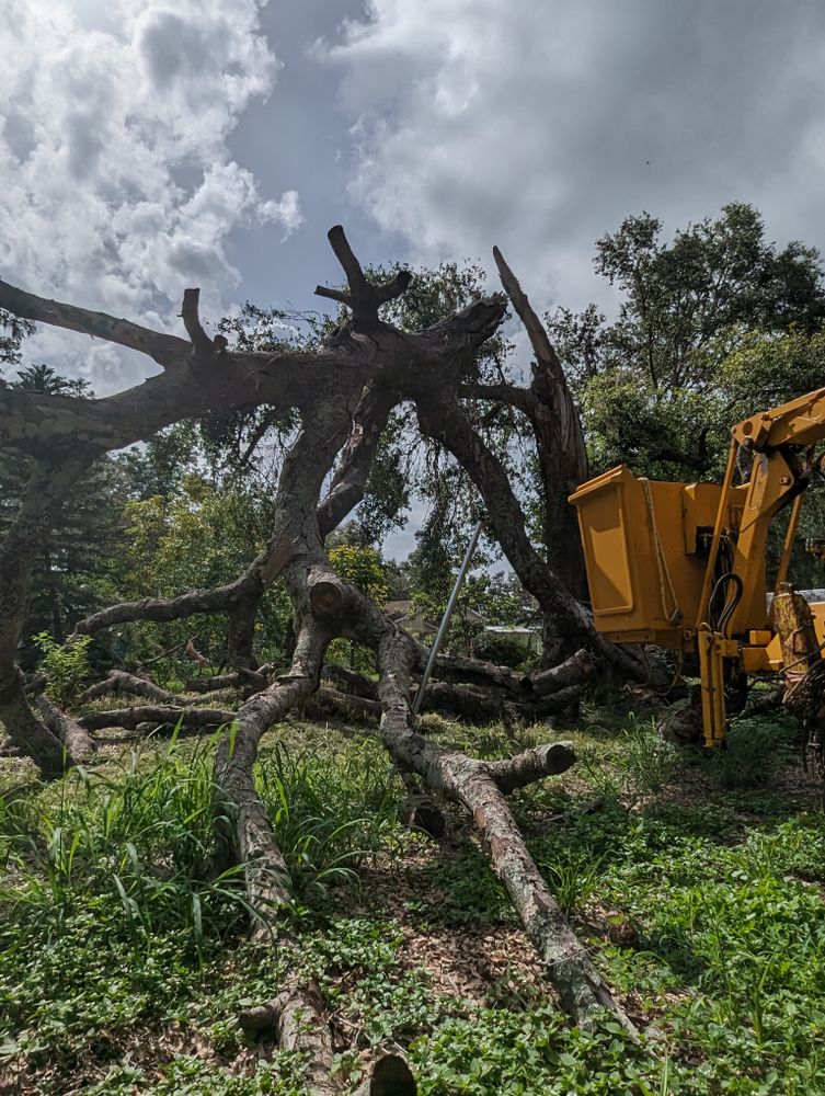 All Photos for Regal Tree Service and Stump Grinding in Wauchula, FL