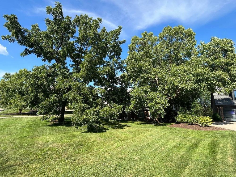 All Photos for Kingdom Tree Trimming and Removal LLC in Covington, KY