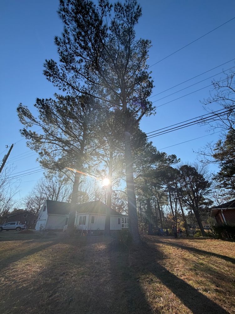 All Photos for Tidewater Tree Service in Chesapeake, VA