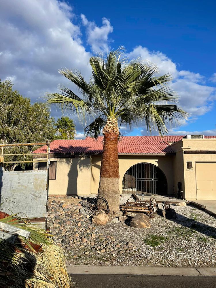 All Photos for Oliver L. Palm & Tree services in Yuma County, AZ