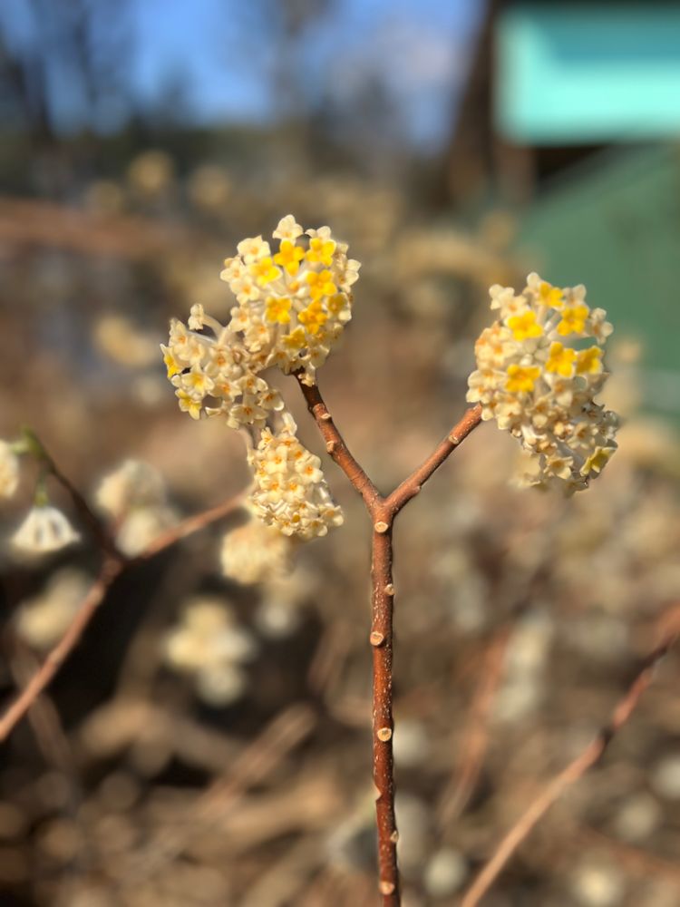 All Photos for Christina King Landscape Design in Raleigh, NC