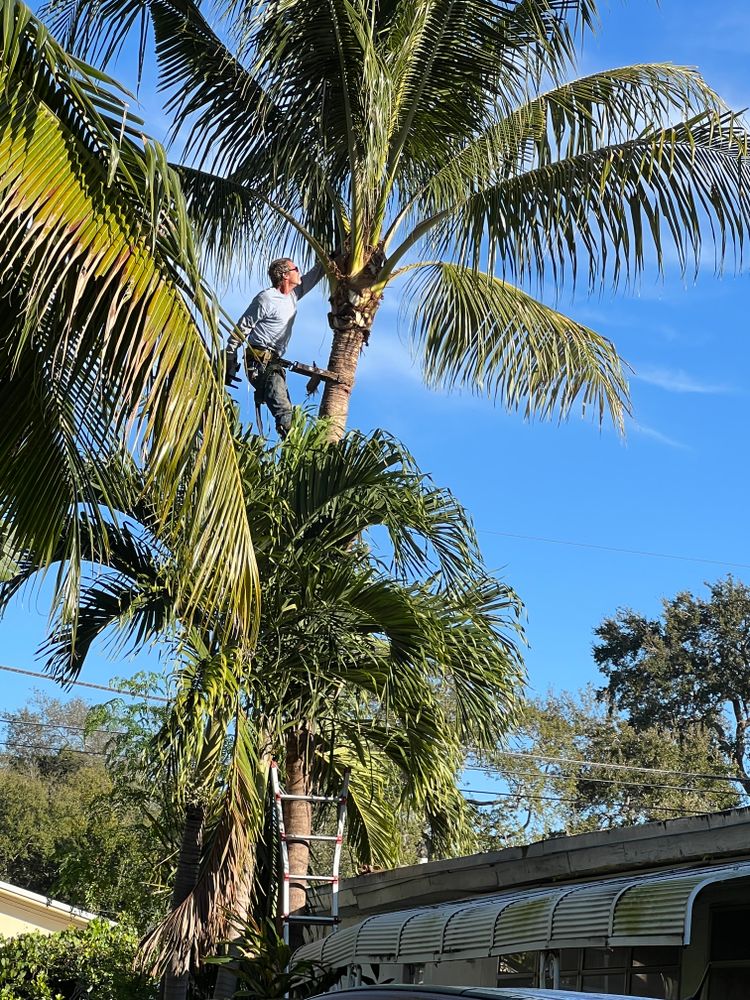 All Photos for ASAP Tree Service in Sebastian, FL