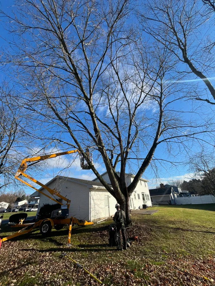 Tree trimming  for Licensed to Cut Tree Service in Athens, PA