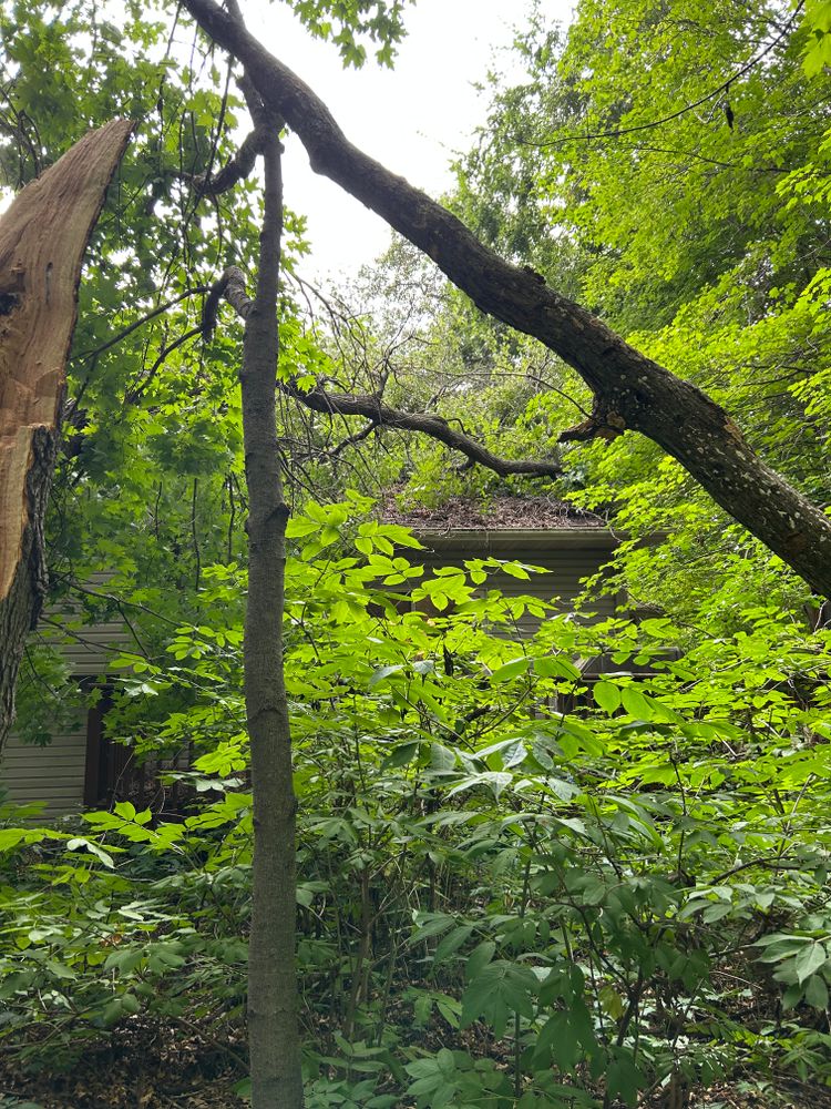 All Photos for Allstate Tree Service in Fridley, MN