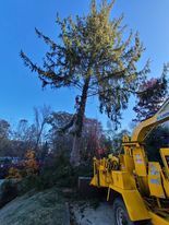 Tree Services for Platas Landscaping & Tree Service in Clyde, NC