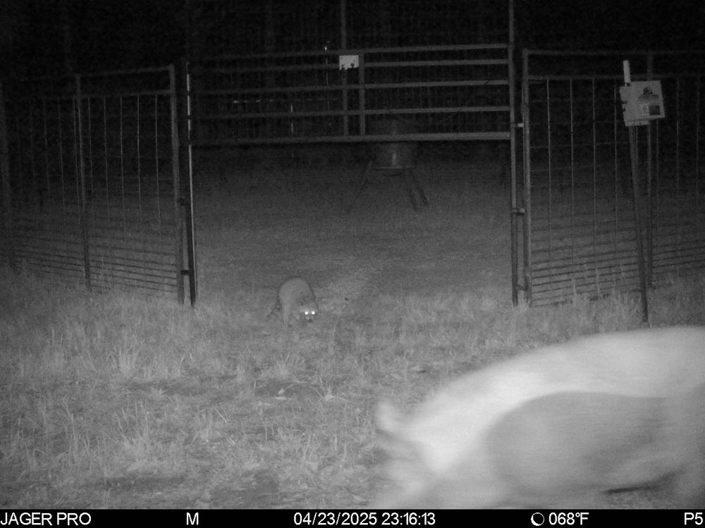 All Photos for Havoc Hog Control in Molino, FL