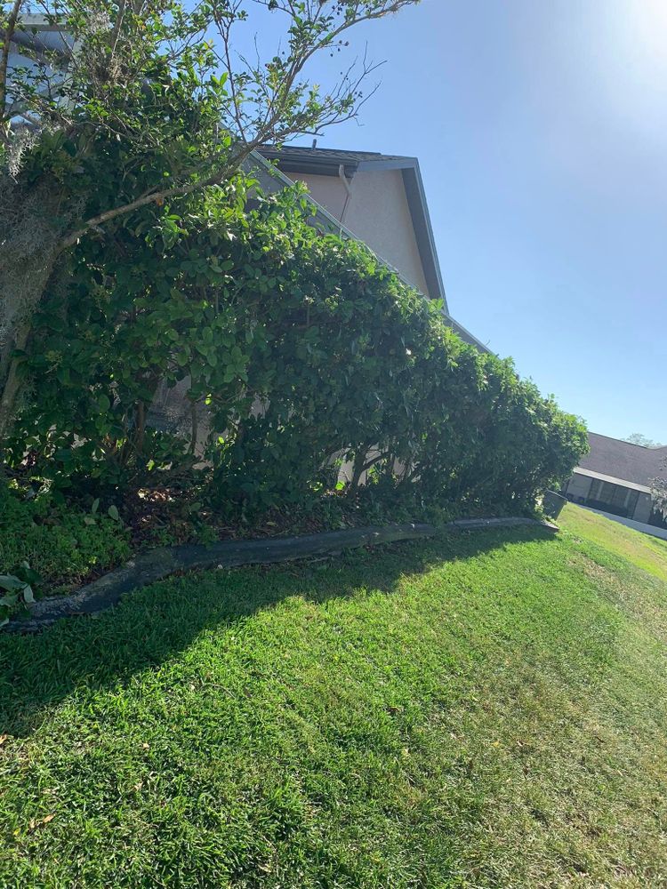 All Photos for Mitchell Lawn Service in Odessa, FL