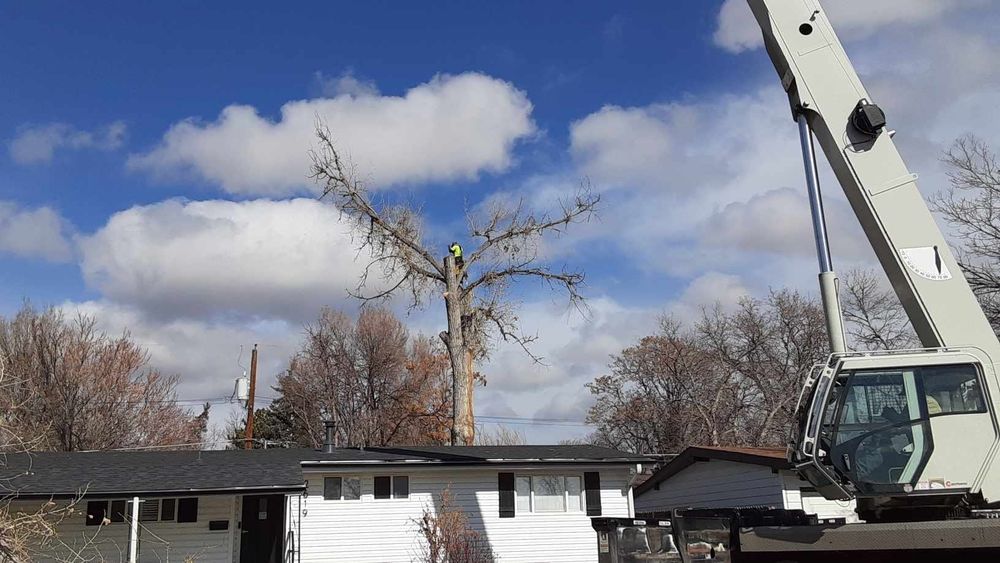 All Photos for Sloan Tree Service in Aurora, CO