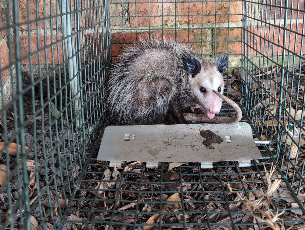 All Photos for Topper's Wildlife Removal in Garland, TX