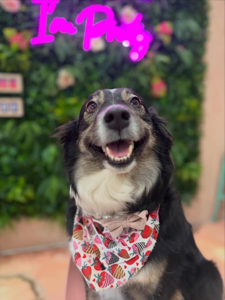 All Photos for Sweet Pearl's Ice Cream in Garland, TX