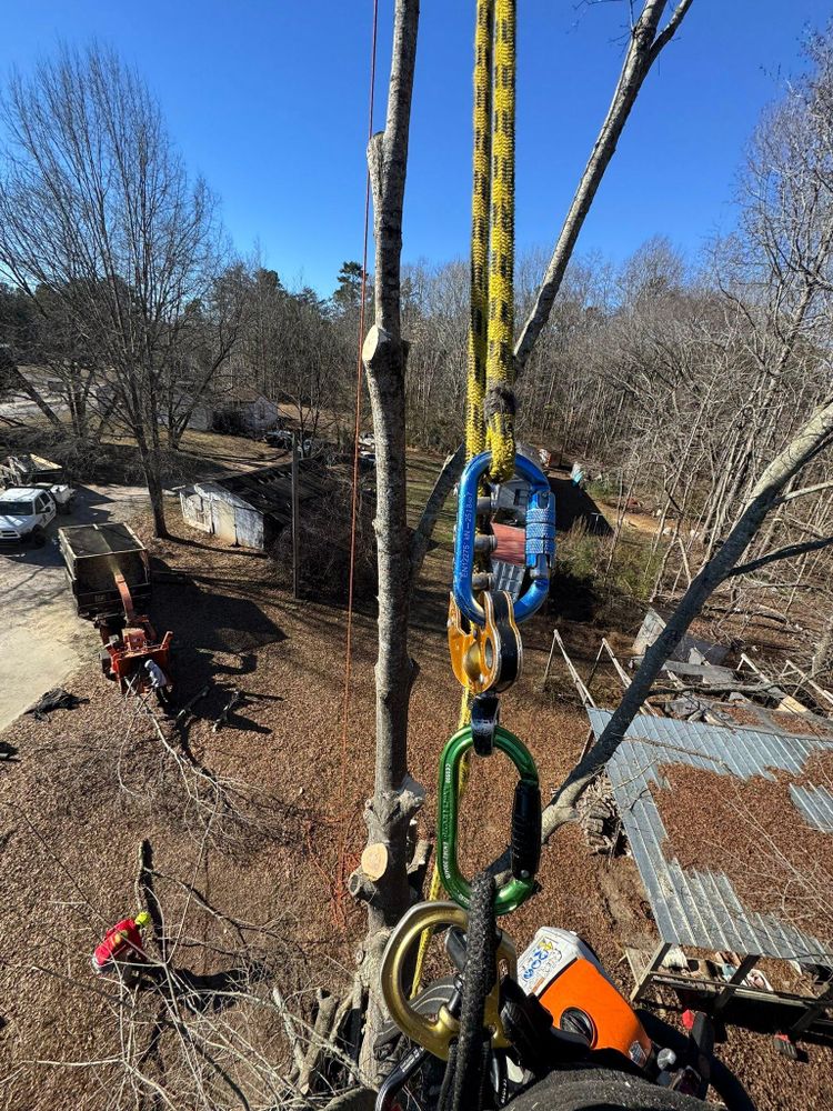 All Photos for Pedro's Tree Removal in Charlotte, NC