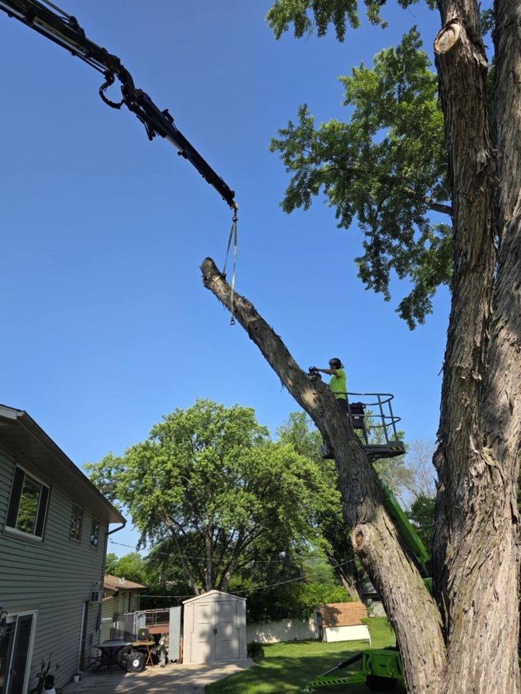 All Photos for Down To Earth Tree Service in Red Wing, MN